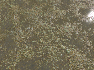 water with algae and plants 3 CG Texturen