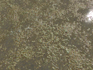 water with algae and plants 3 CG Textures
