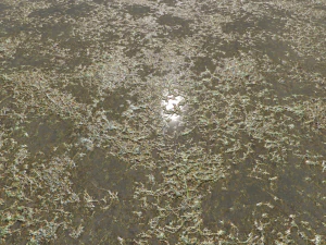 water with algae and plants 3 CG Textures