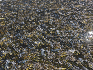 water with algae and plants 3 CG Texturen