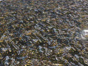 water with algae and plants 3 CG Textures