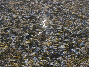 water with algae and plants 3 CG Texturen