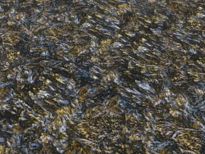 water with algae and plants 3 CG Textures