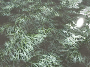 water with algae and plants 3 CG Textures
