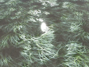 water with algae and plants 3 CG Textures