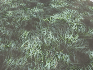 water with algae and plants 3 CG Texturen
