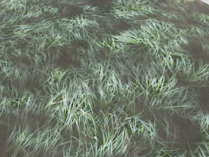 water with algae and plants 3 CG Textures