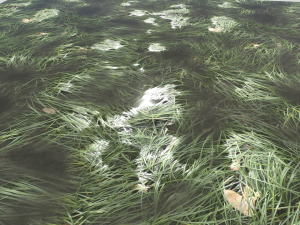 water with algae and plants 3 CG Texturen