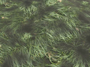 water with algae and plants 3 CG Textures