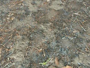 dirt terrain pbr pack 10 CG Textures
