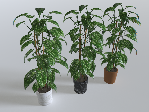 Pot Tropical Plant 1 3D Model