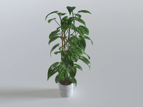 Pot Tropical Plant 1 3D Model