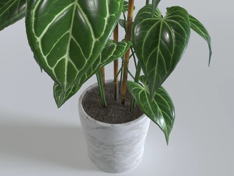 Pot Tropical Plant 1 3D Model