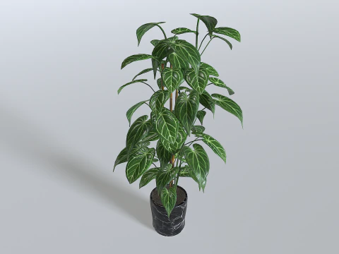 Pot Tropical Plant 1 3D Model