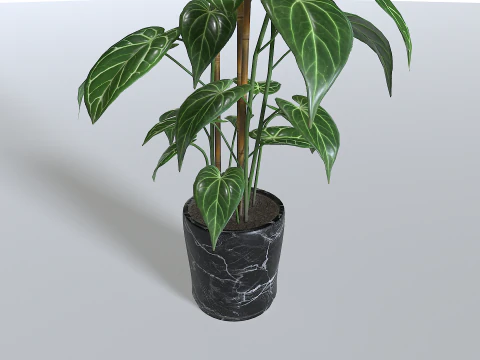 Pot Tropical Plant 1 3D Model