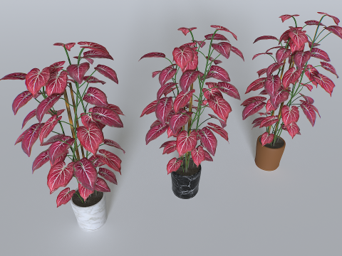 Pot Tropical Plant 2 3D Model