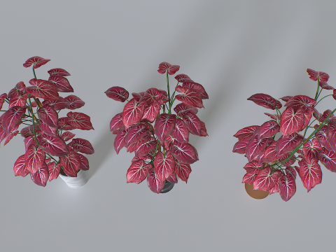 Pot Tropical Plant 2 Model 3D