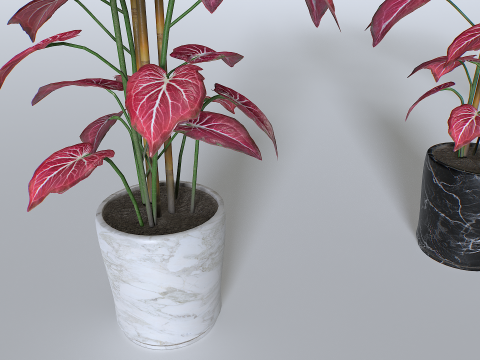 Pot Tropical Plant 2 Model 3D