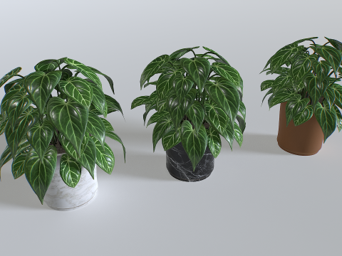 Pot Tropical Plant 3 3D Model