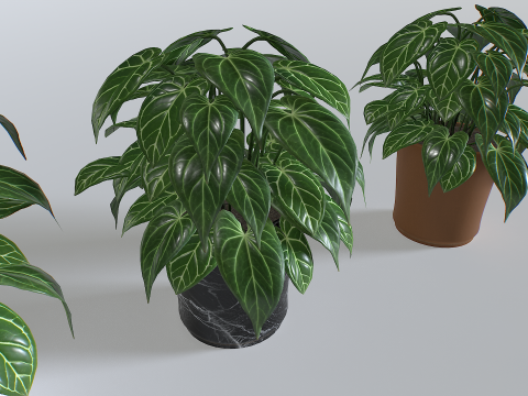 Pot Tropical Plant 3 Modèle 3D