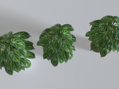 Pot Tropical Plant 3 Modèle 3D