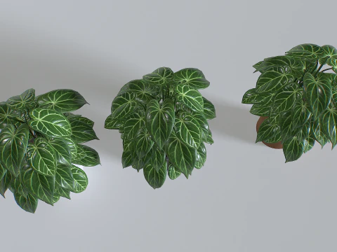 Pot Tropical Plant 3 3D Model