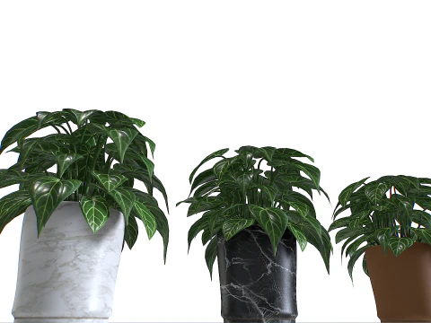 Pot Tropical Plant 3 3D Model