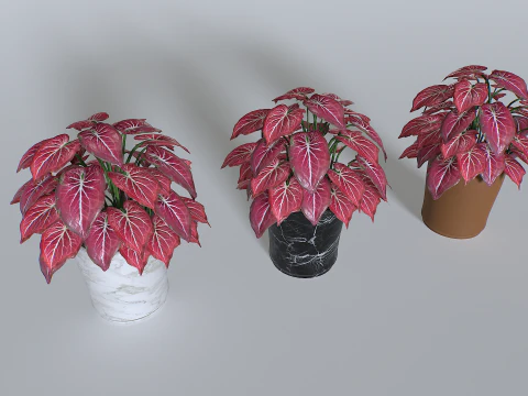 Горшечное тропическое растение 4 3D Модель