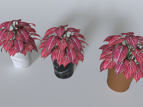 Pot Tropical Plant 4 3Dモデル
