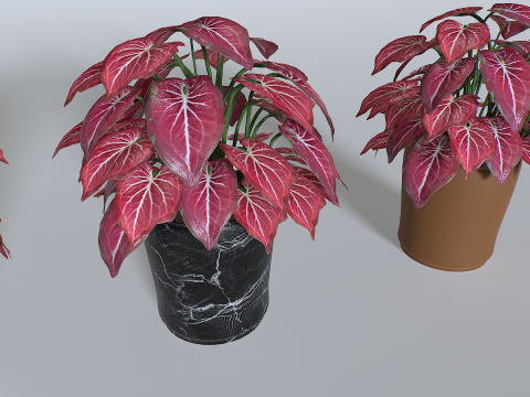 Pot Tropical Plant 4 3Dモデル