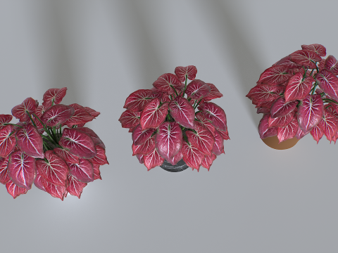Pot Tropical Plant 4 3Dモデル