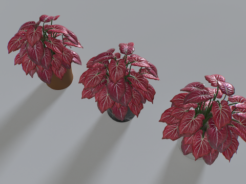Pot Tropical Plant 4 3Dモデル