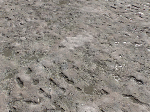 Dirty and rough terrain 1 CG Textures