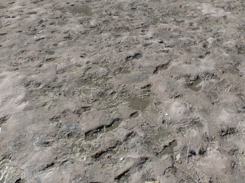 Dirty and rough terrain 1 CG Texturen