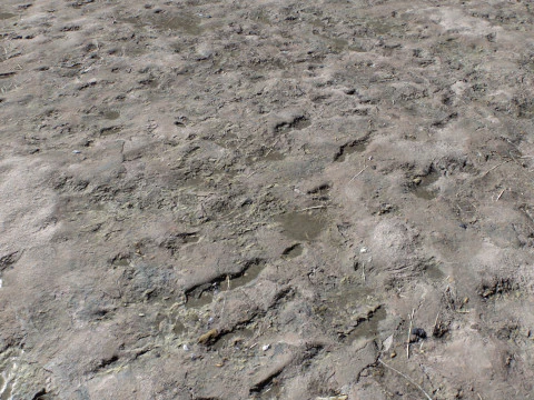 Dirty and rough terrain 1 CG Textures