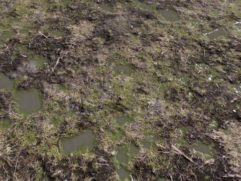 Ground terrain rough forest PBR pack 2 Texturas CG