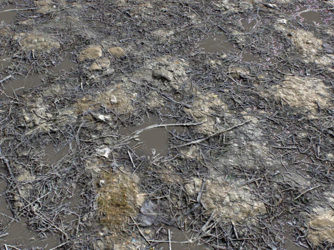 Ground terrain rough forest PBR pack 2 CG Textures