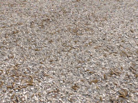Stony and Rocky terrain PBR 1 CG 텍스쳐