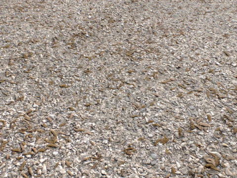 Stony and Rocky terrain PBR 1 CG Textures