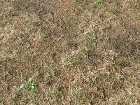 Rought Forest Tundra Textures Pack 1 CG Textures