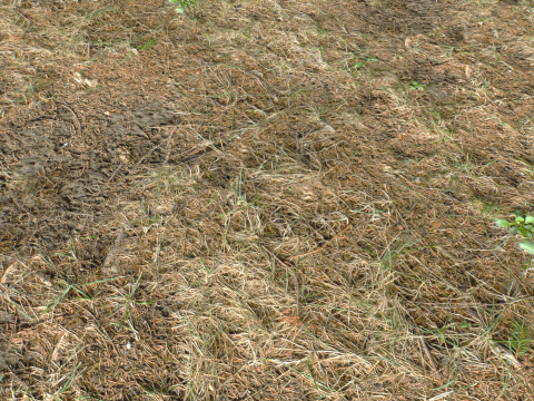 Rought Forest Tundra Textures Pack 1 CG Textures