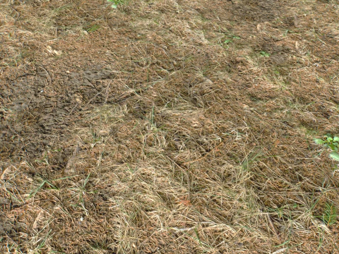 Rought Forest Tundra Textures Pack 1 CG Textures