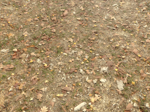 Rought Forest Tundra Textures Pack 1 CG Textures