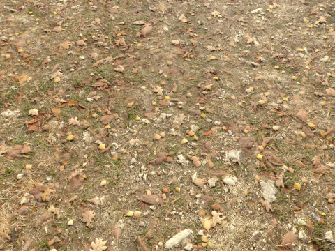 Rought Forest Tundra Textures Pack 1 CG Textures