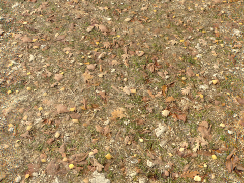 Rought Forest Tundra Textures Pack 1 CG Textures