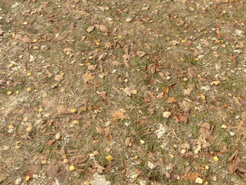 Rought Forest Tundra Textures Pack 1 CG Textures