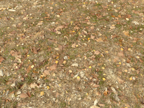 Rought Forest Tundra Textures Pack 1 CG Textures