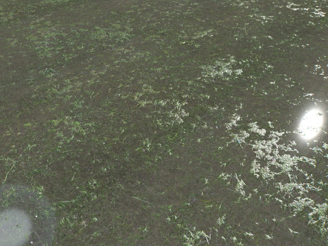 Water with algae and Plants 4 CG Textures