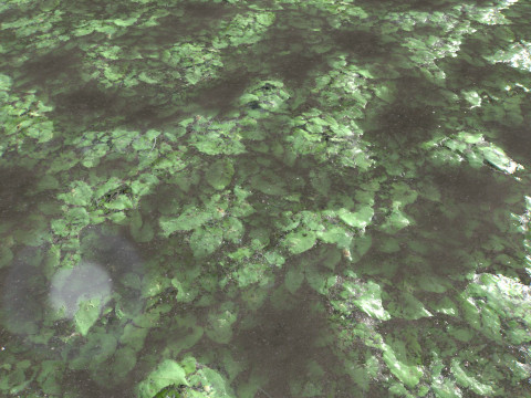 Water with algae and Plants 4 CG Texturen