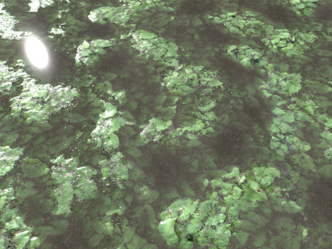 Water with algae and Plants 4 CG Texturen